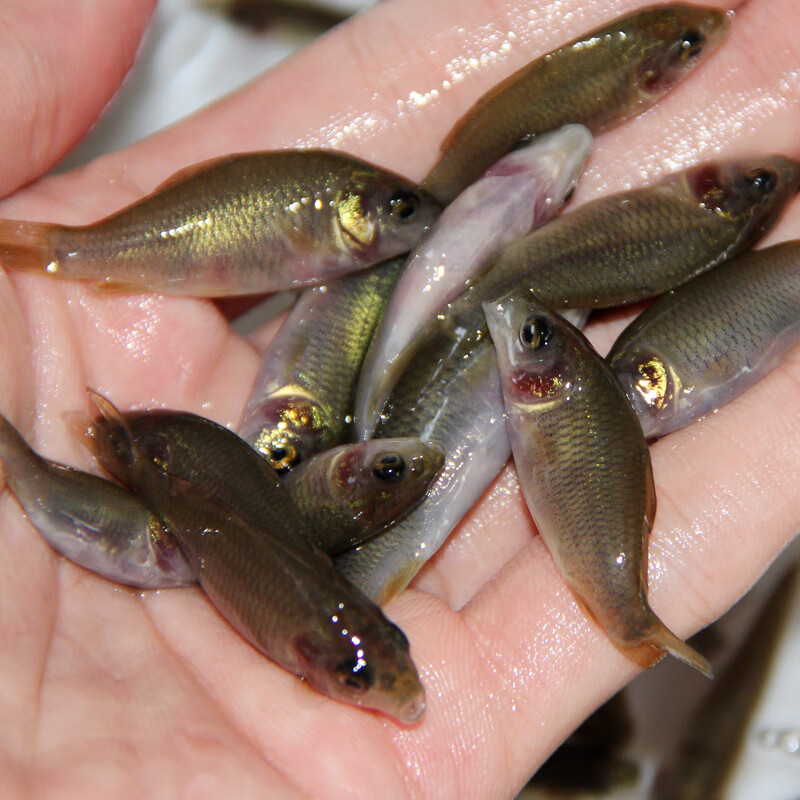 唐造禾花鲤苗禾花鱼鲤鱼苗淡水养殖食用稻田鱼草鱼青鱼鲫鱼鲢鱼活体鱼禾花鲤5 7cm0条送10 左右防损 虎窝购 唐造禾花鲤苗禾花鱼鲤鱼苗淡水养殖食用稻田鱼草鱼青鱼鲫鱼鲢鱼活体鱼禾花鲤5 7cm0条送10 左右防损 虎窝购