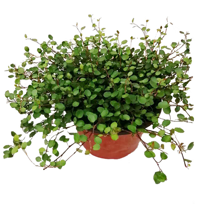 兰盆栽花苗婚纱吊兰观叶植物多年生垂吊绿植四季常青大盆 千叶吊兰1盆