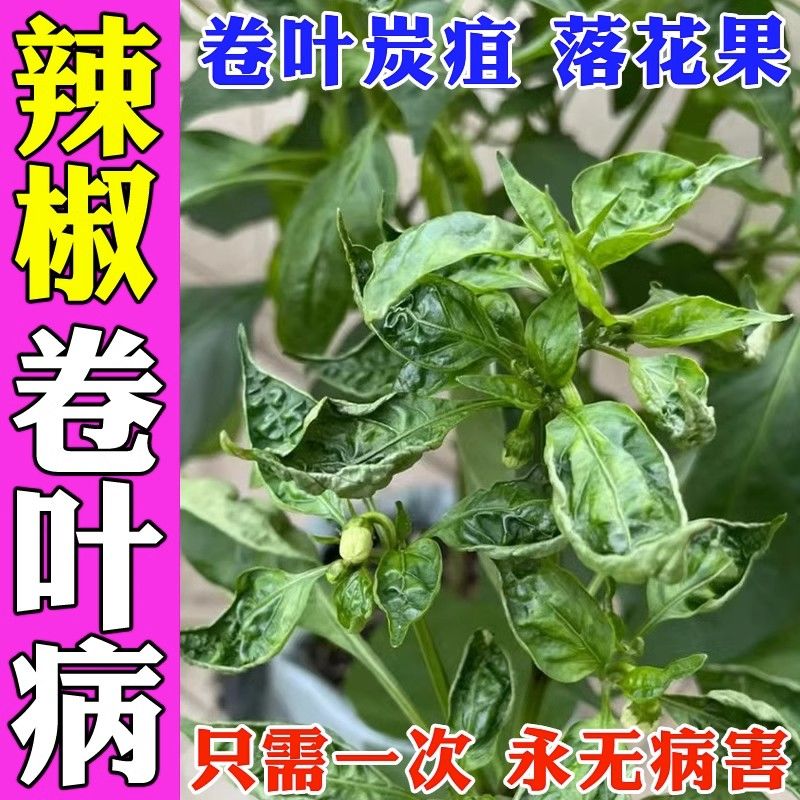 辣椒专用农药】卷叶病药烂尖烂根炭疽落花果辣椒疫病清辣椒叶面肥 [只