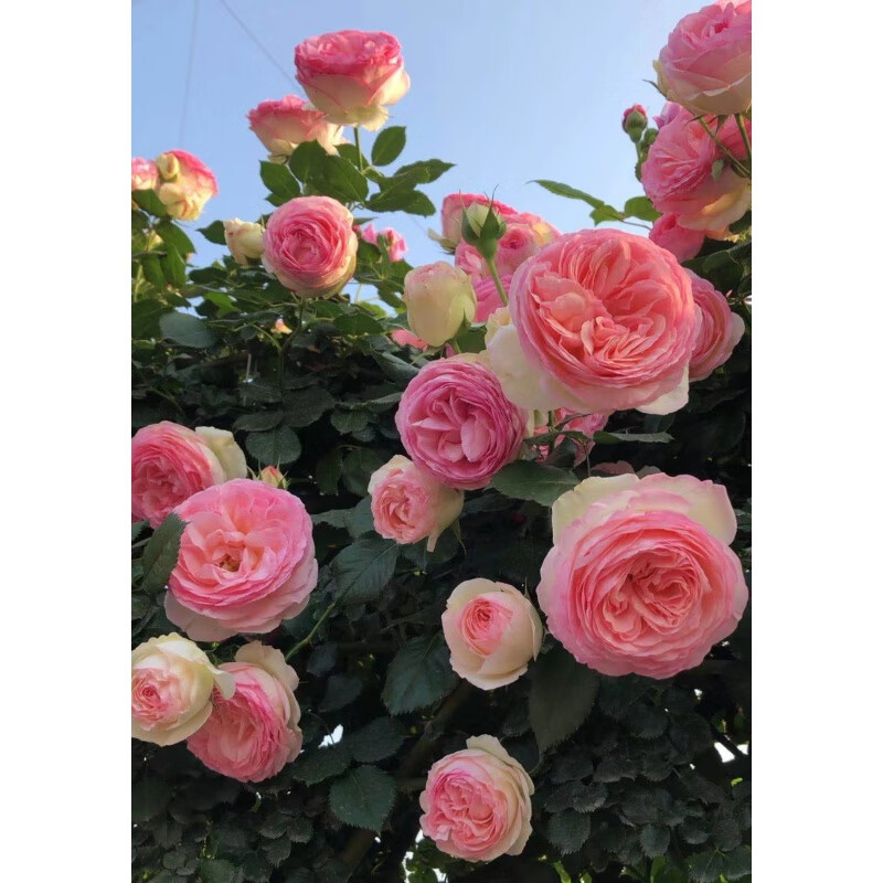 伊潋眸蔷薇花爬藤月季龙沙宝石特大花藤本玫瑰花苗浓香四季庭院别墅