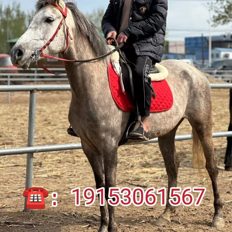 阿拉伯半血母马