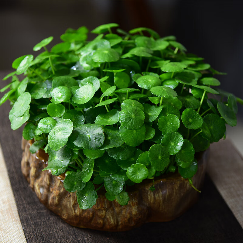 自然空间 zrkonjn 铜钱草盆栽水培植物水养带叶金钱草盆栽室内四季