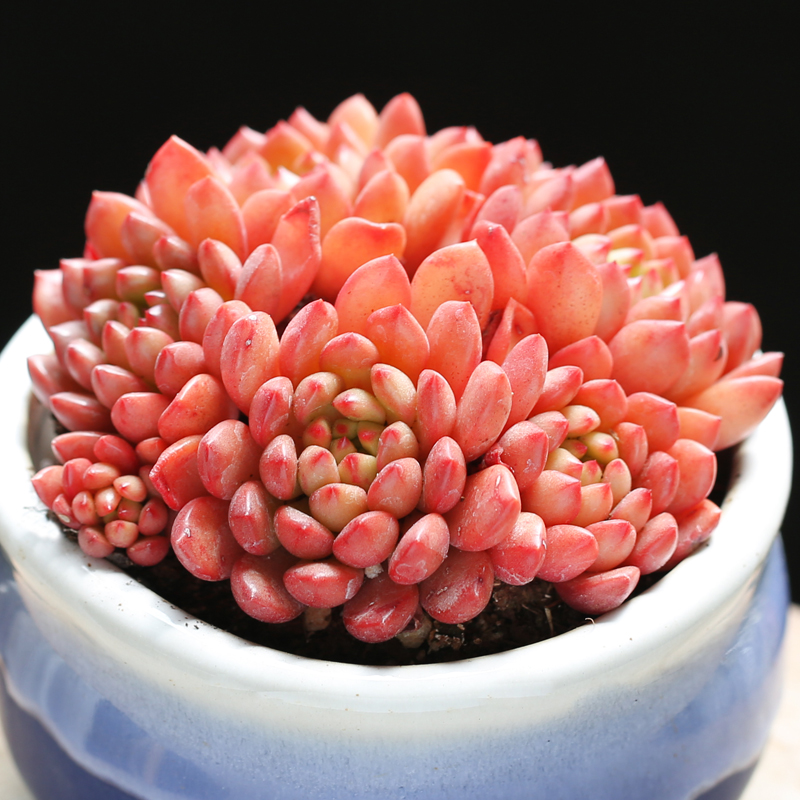 壹分皿红宝石红色多肉植物新手桌面室内绿植花卉盆栽盆景微景观 多头