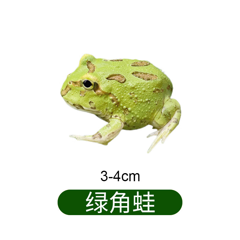 青蛙绿蝌蚪活物蝴蝶包活 1只绿3-4cm