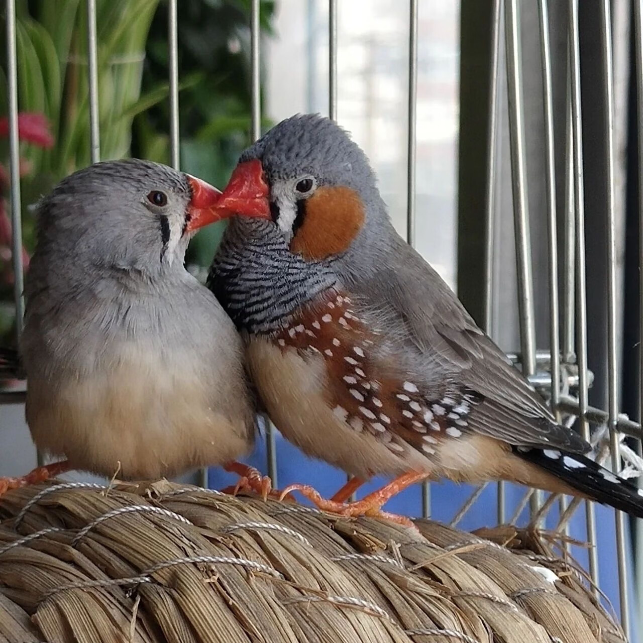 珍珠鸟家养宠物鸟灰色白色珍珠鸟小珍珠鸟一对可繁殖观赏鸟 灰珍珠