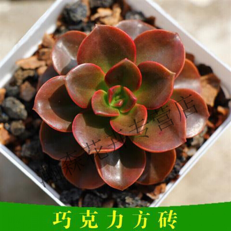 群生老桩巧克力方砖进口多肉植物景天科办公室绿植迷你盆景 巧克力色