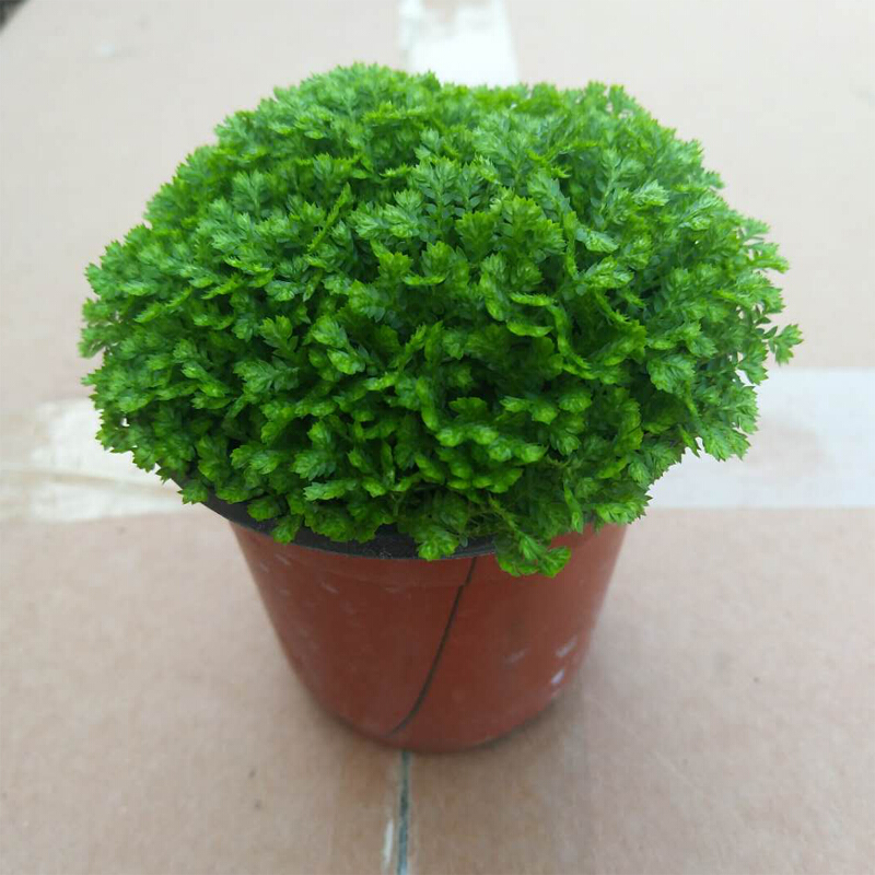 沃绣 翠云草盆栽室内观叶植物花卉 绿地球 幸福草小盆栽绿植 小翠云 