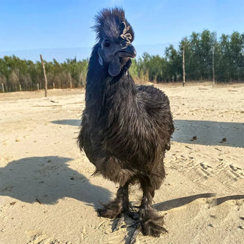 七叶岛黑凤乌鸡种蛋可孵化泰和黑羽丝毛乌骨鸡受精蛋珍禽观赏乌鸡蛋