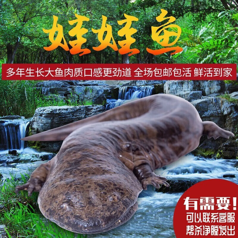 查询鱼类历史价格走势|鱼类价格走势图