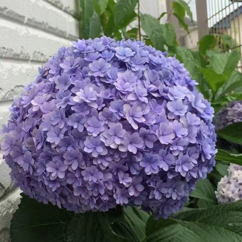 花盆栽带花无尽夏绣球花苗特大老桩花卉盆栽植物室内花好养的 蓝海 15