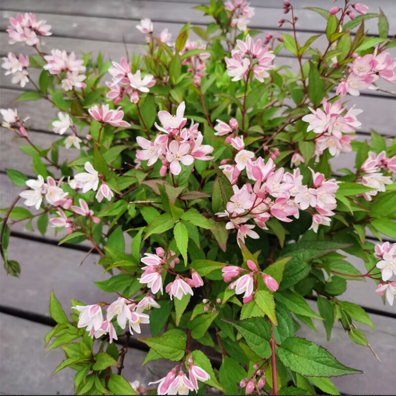 雪白多年灌木粉花庭院阳台耐寒室外露天好养春季开花 溲疏2加仑雪樱花