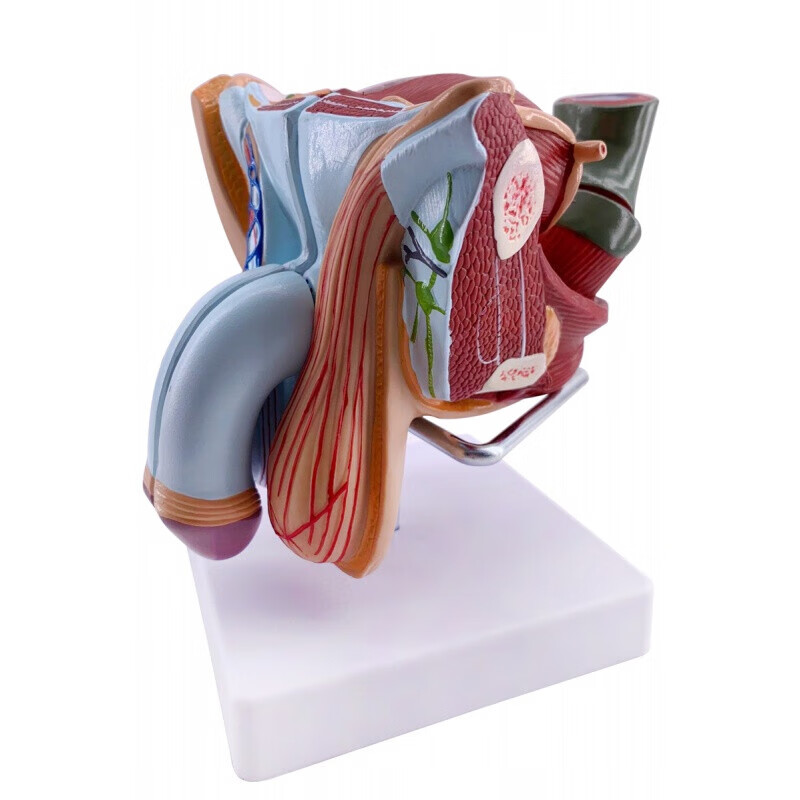 生殖器睾丸膀胱自然大11男性男性生殖器层次解剖模型 男性生殖解剖款