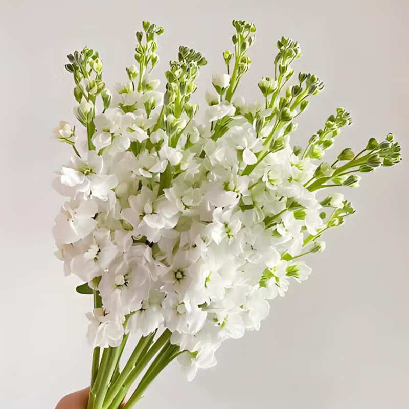 重瓣紫罗兰【白色 200粒】 肥料