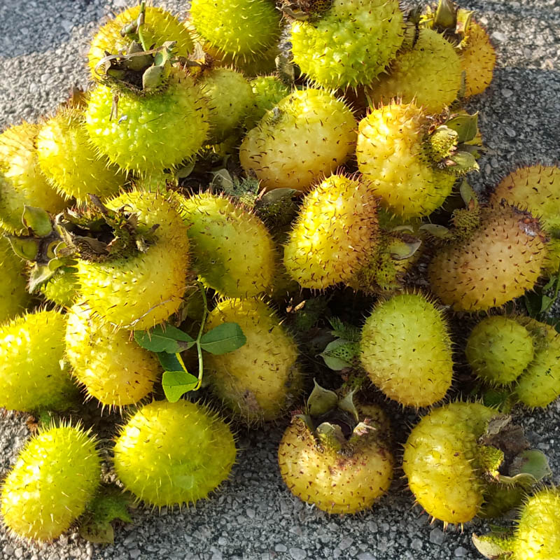 虎钢馋新货刺梨干贵州特产野生刺李子刺梨果干果500克精选果