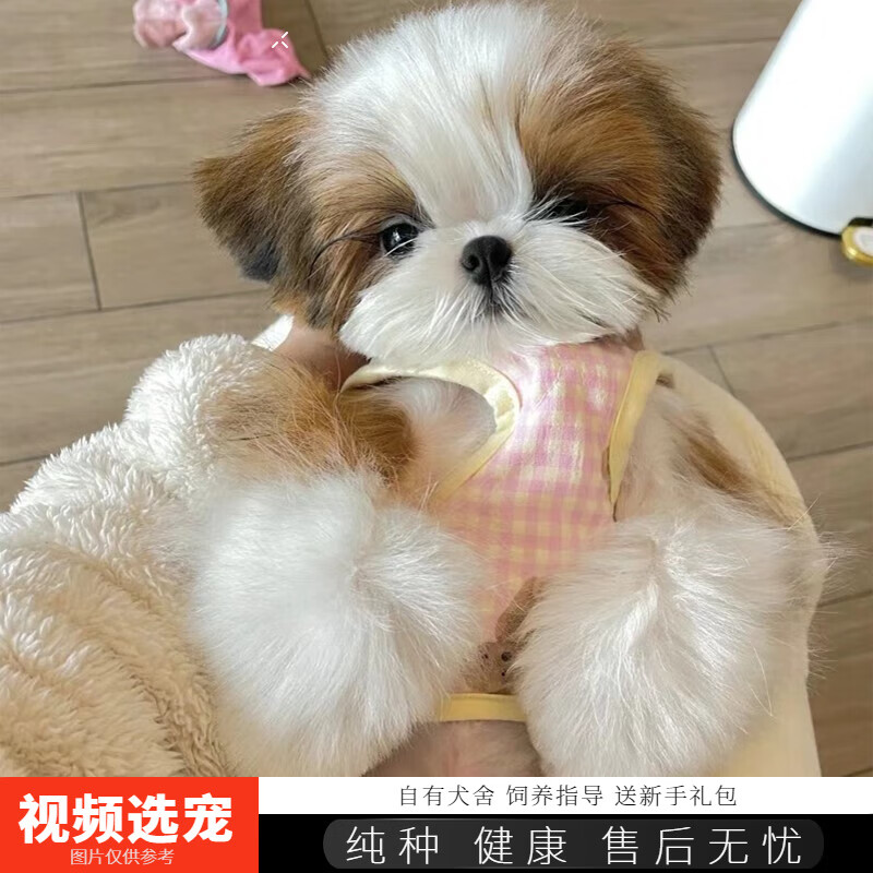 伊宠纯种西施犬幼崽幼犬宠物狗狗活体小狗活物 宠物级 母