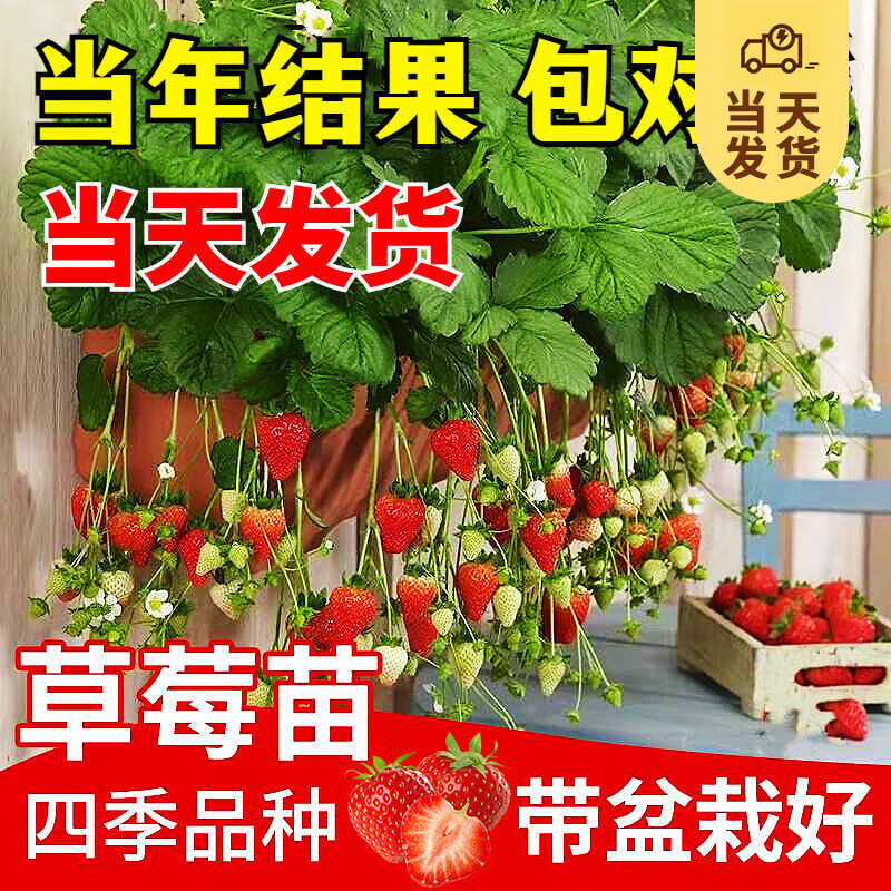 梦香 草莓苗【1盆装】