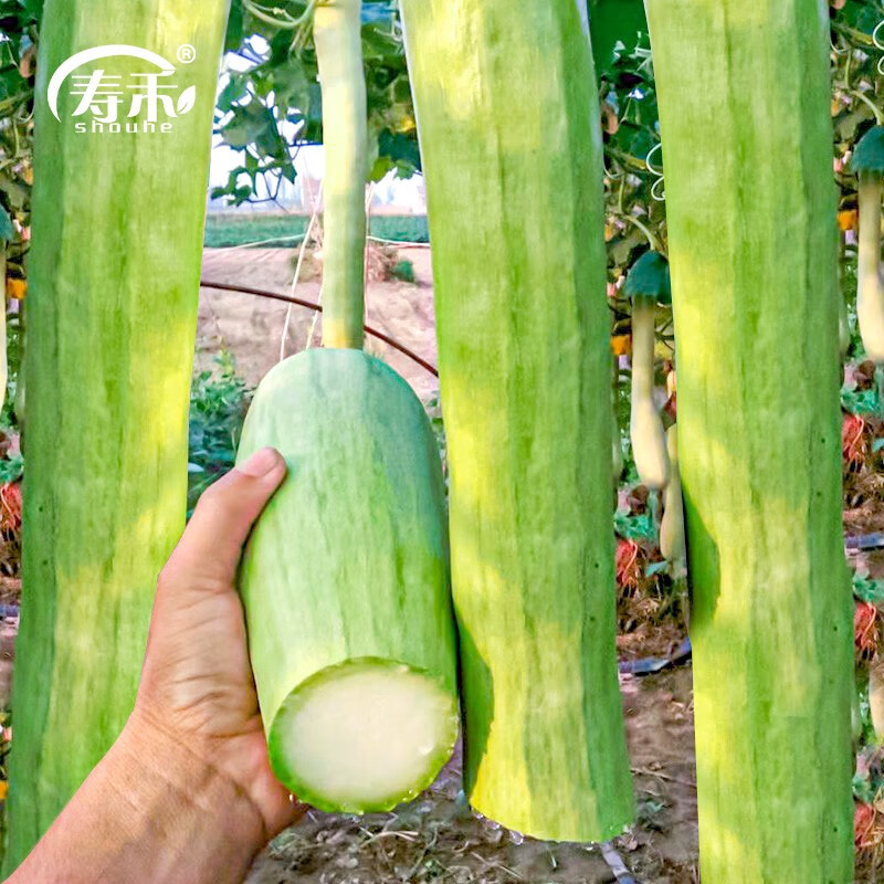 寿禾瓜种子幼苗砍瓜随吃随砍青瓜春季播种蔬菜菜子家庭种植阳台种籽