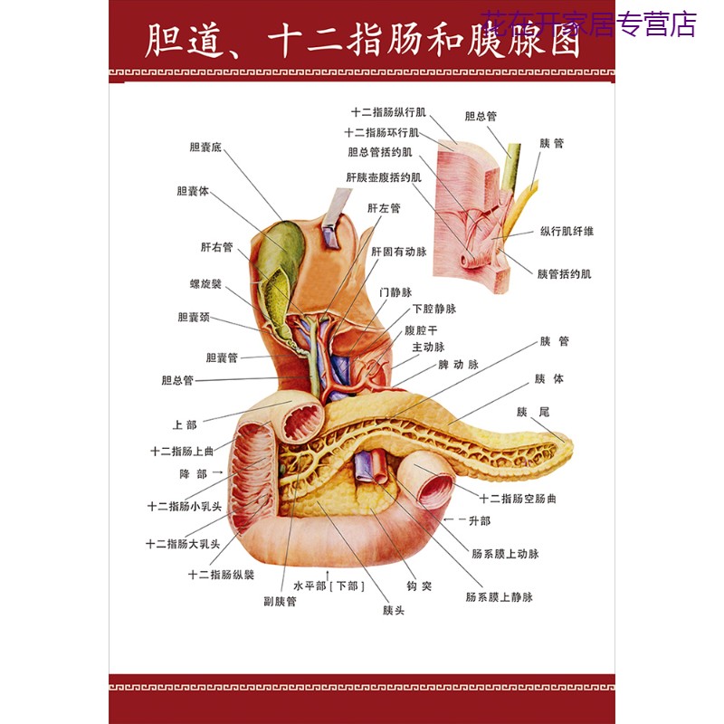 卫亮肝胆胰腺示意图医学院校教学宣传画展板医院科室挂图解剖图挂定制
