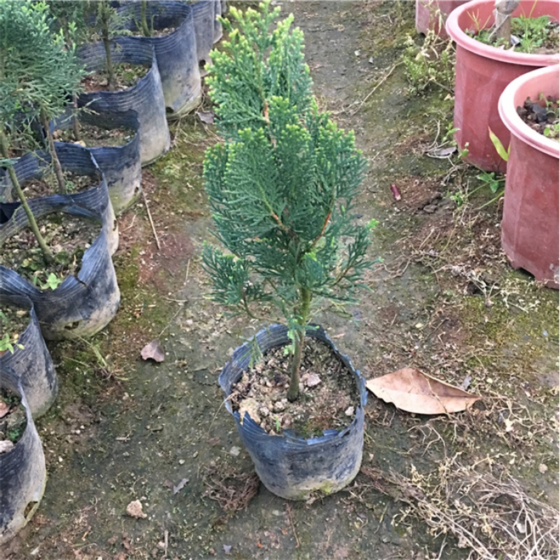 带土发货庭院园林绿化植物 侧柏 扁柏 香柏树苗盆栽盆景 30cm高3年苗