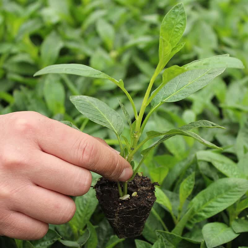 南方人参果树苗盆栽人生果苗菜苗水果长寿果种籽阳台种植种苗四季