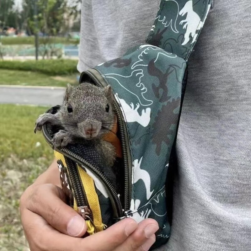 松鼠活物 家养可爱金花红腹黄山雪地魔王松鼠宠物活体幼崽小萌宠 红腹