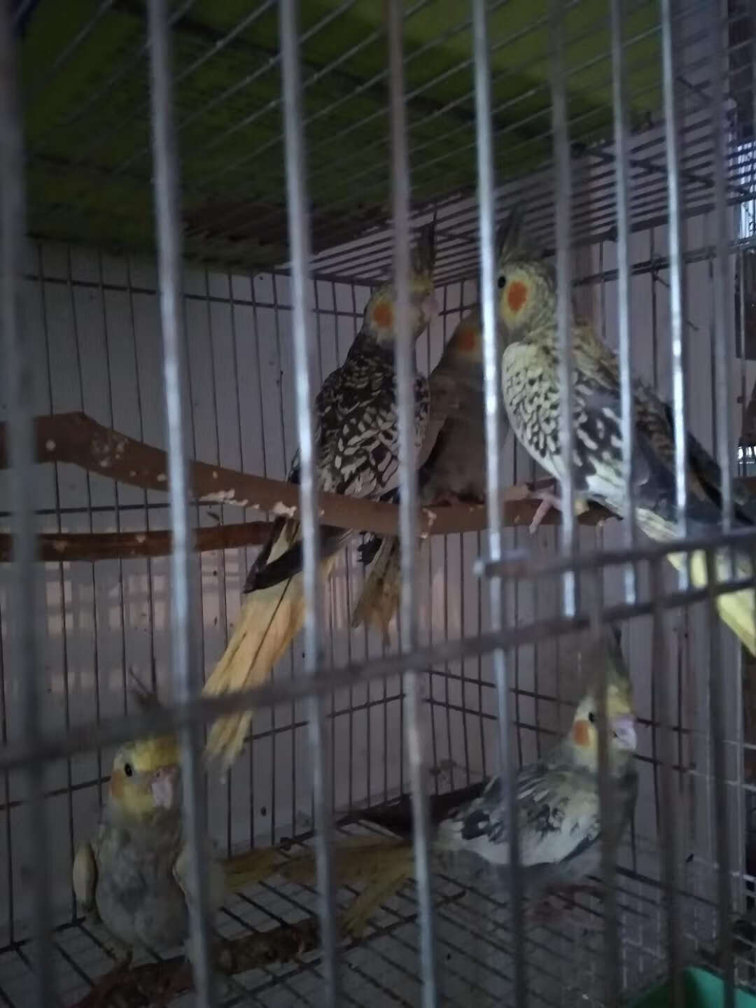 秋颖观赏玄凤两三月笼养鹦鹉活鸟原始派特黄化小鸟自 珍珠两三月玄凤