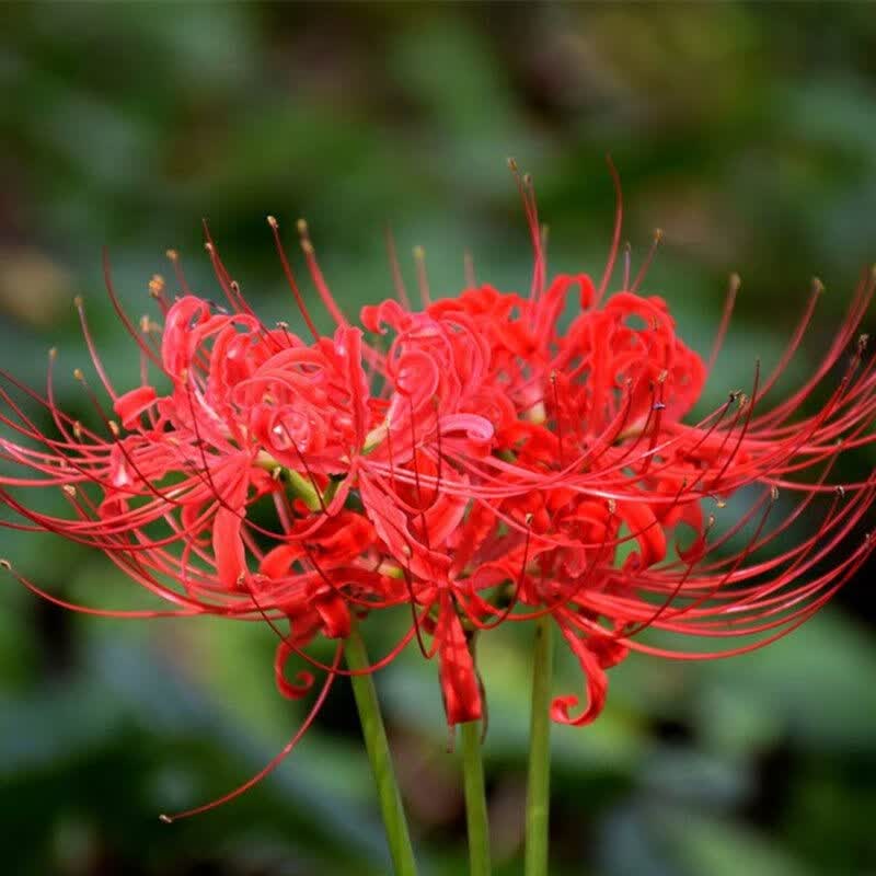 彼岸花种球一斤约25个曼珠沙华种子石蒜花卉盆栽庭院绿植观花植物