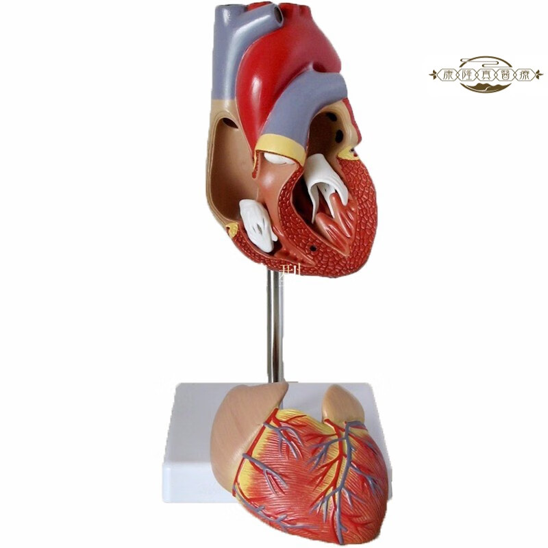 1:1人体心脏解剖模型 b彩 心脏模型 医学 自然大心脏教学 a款自然大