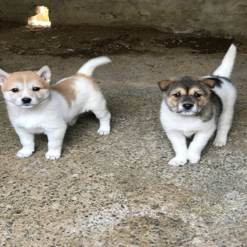 麦基乐现货中华田园犬看家护院土狗杂交狗泰迪博美比熊金毛真狗 田园