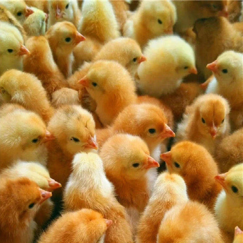 (20只起发)鸡苗 小鸡苗 三黄土鸡 九斤黄 小鸡活苗 土鸡 小鸡仔 三黄