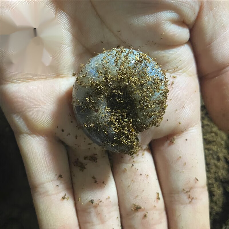昆虫姬兜长戟大兜独角仙锹甲花金龟 佛姬幼虫3龄初期公幼虫一只代公