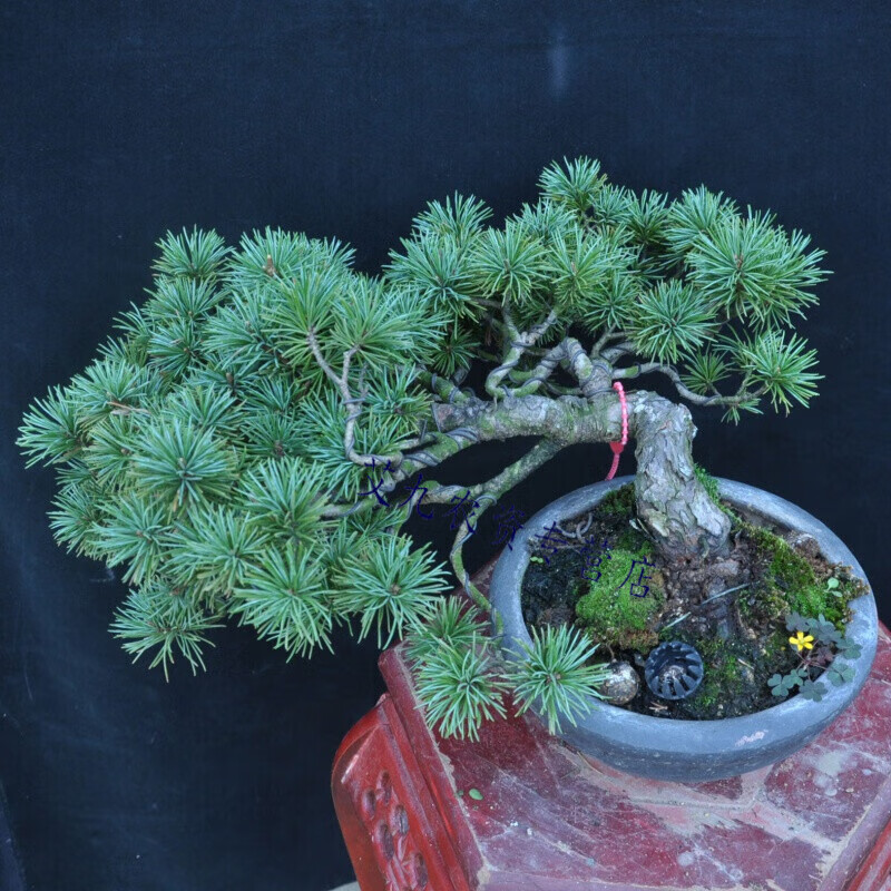 山头林村那须五针松盆景日本那须老树桩庭院五针松树造型绿植盆栽礼品