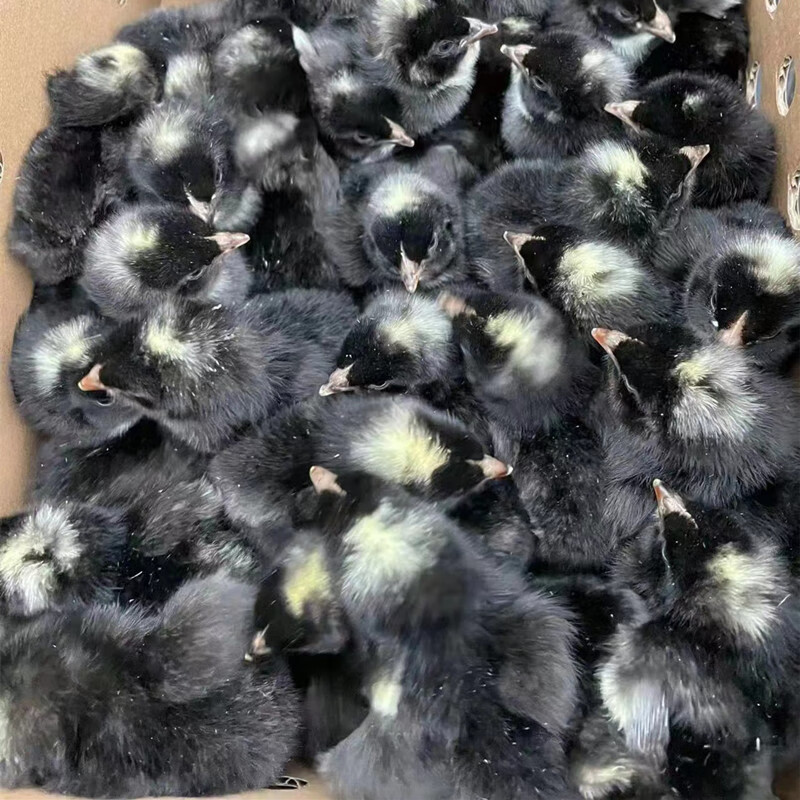 荣郁小鸡芦花鸡活苗鸡苗乌骨鸡仔苗土鸡五黑鸡活苗山公肉鸡下蛋三黄鸡