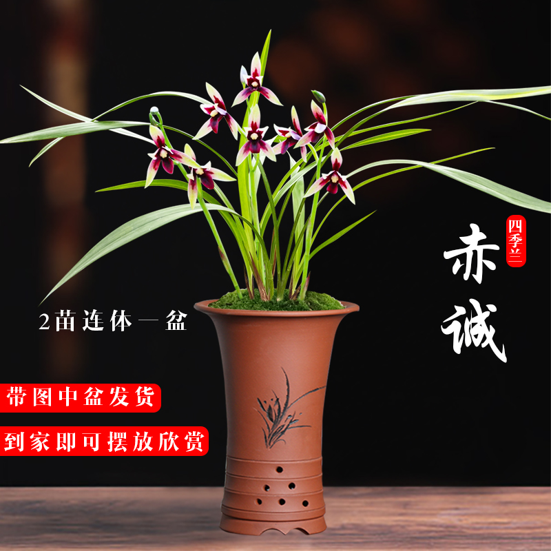 艾莹兰花苗 建兰名品红花 赤诚 夏带花苞出售高档花卉室内盆栽 2苗