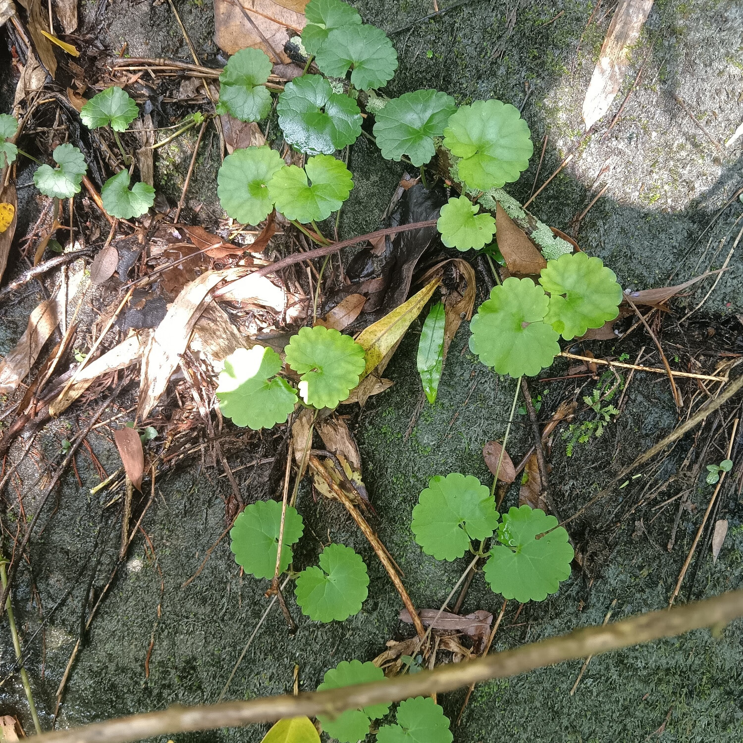 连钱草透骨消活血丹草药白透骨消大透骨消通耳草现采鲜货野生 野生种苗20株