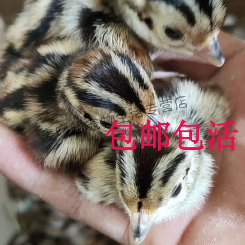 山鸡出壳鸡幼崽出壳小鸡七彩山鸡 正宗七 七彩山鸡苗5公5母配饲料鸡药