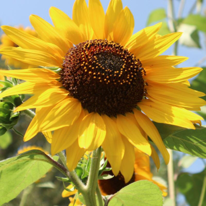 htyun观花蔬果种子 矮向日葵太阳花种子 春播易种易活观赏花卉 晨光