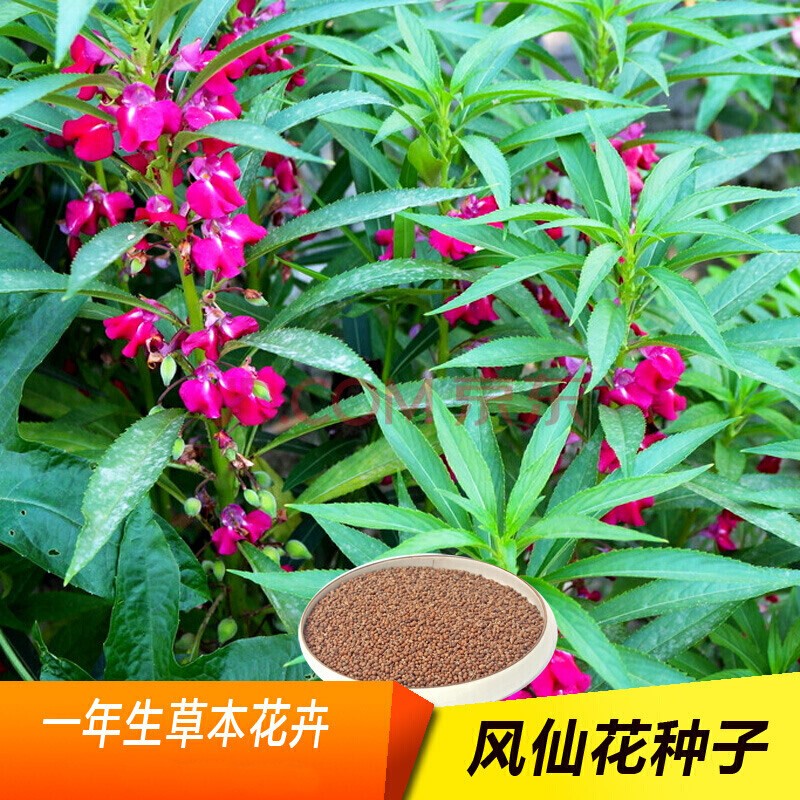 凤仙花种子（凤仙花种子资料）
