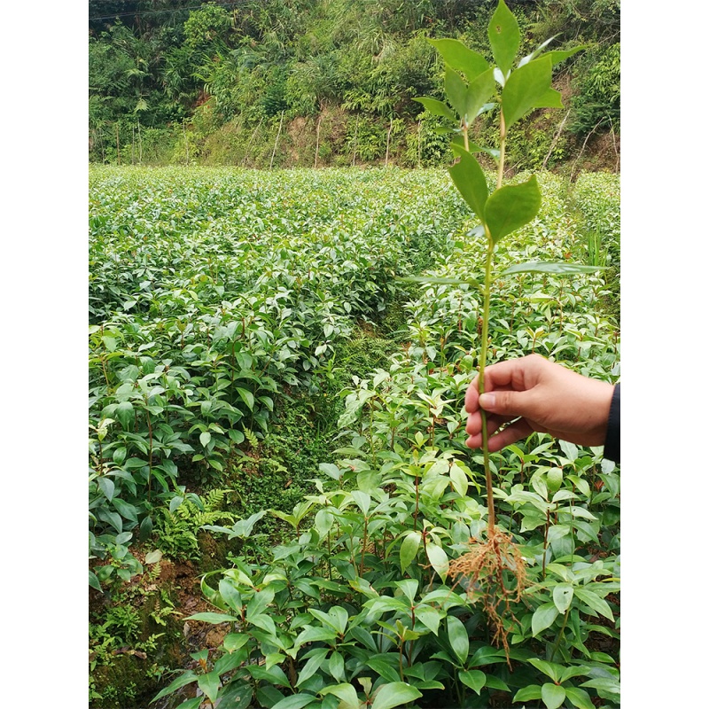 八角树树苗嫁接八角苗广西茴香大料八角树苗食用调料小苗树苗 2棵【1