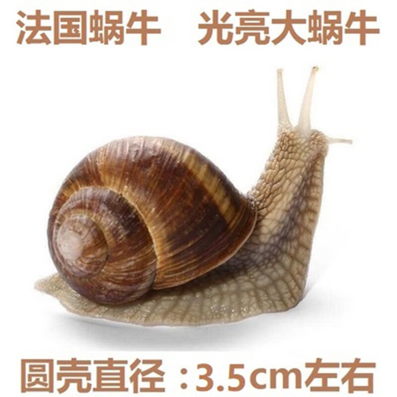 朴彩(pucai)法国蜗牛活物光亮大蜗牛活体学生观察宠物教学稀有蜗牛