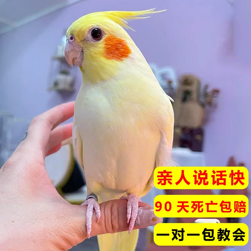 oimg纯手养会说话的鹦鹉玄凤鹦鹉活鸟一对宠物活体黄化玄凤原始灰公母