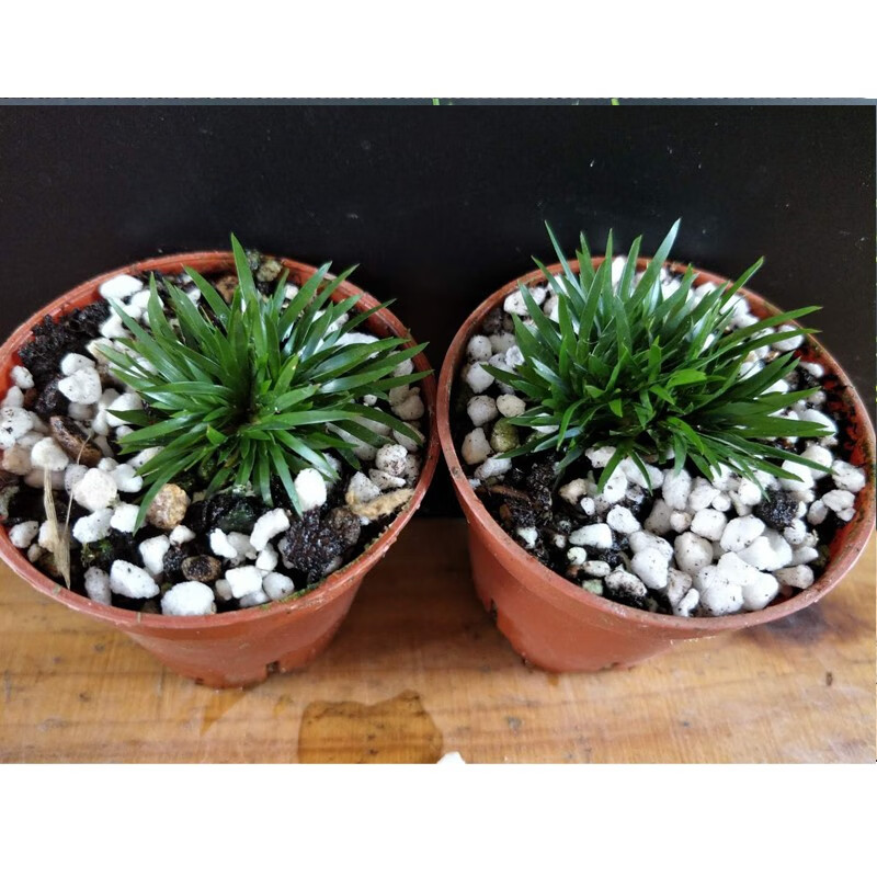 苗黄金姬虎须随手香苗绿植水培迷你小盆栽兰花草 2盆贵船苔菖蒲约10苗