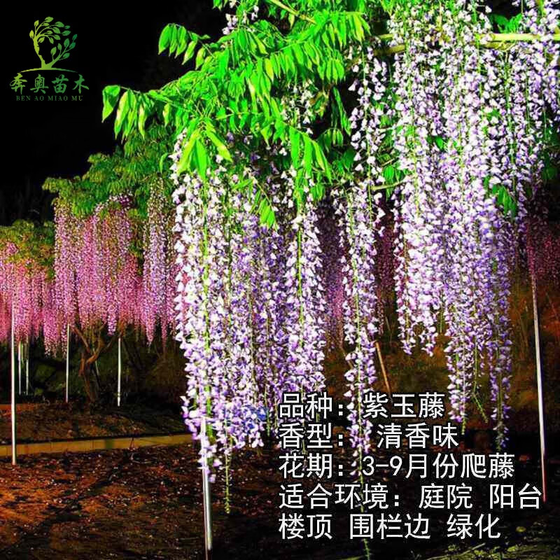 树苗 紫藤苗盆栽紫藤花苗攀援花卉紫藤盆栽爬藤植物凌霄 紫玉藤4年苗