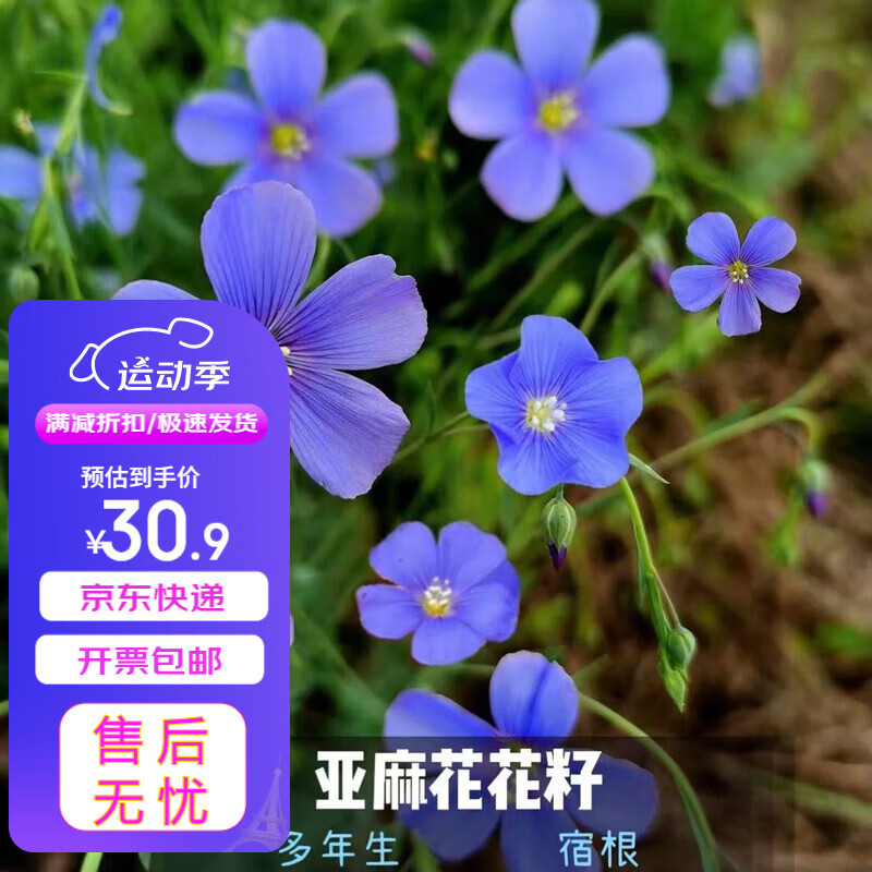 瑞蔬源蓝花亚麻种子多年生花卉景观矮生花草易活工程种子/蓝花亚麻100