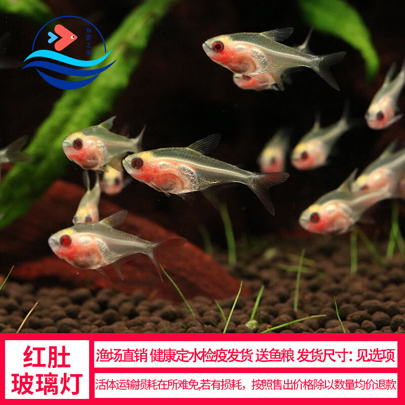 红肚玻璃鱼活体透明鱼热带鱼观赏小型好养易活草缸淡水灯科群养鱼 1