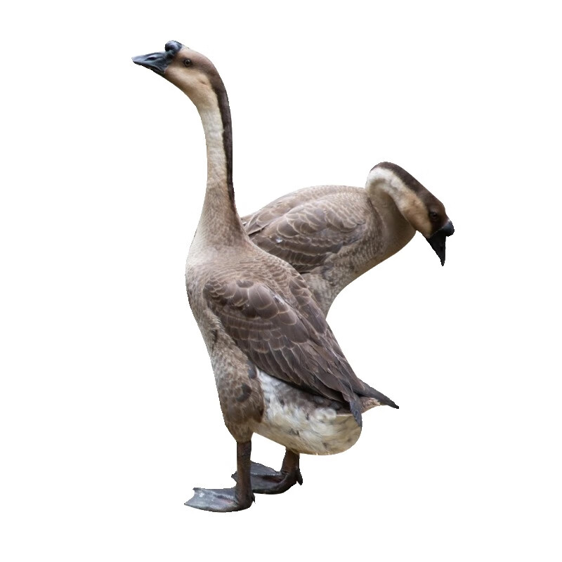 马岗鹅苗买4 1【5只装】公母可选