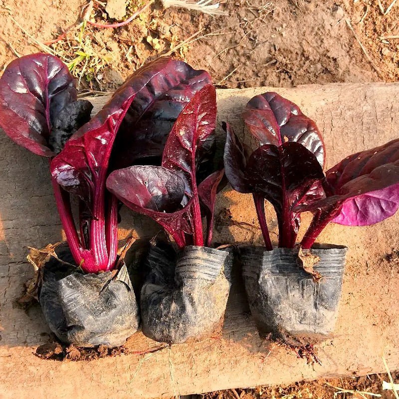 神禾 甜菜根种子红色甜菜头春季蔬菜菜籽 红叶甜菜种子 5g(高温下变色