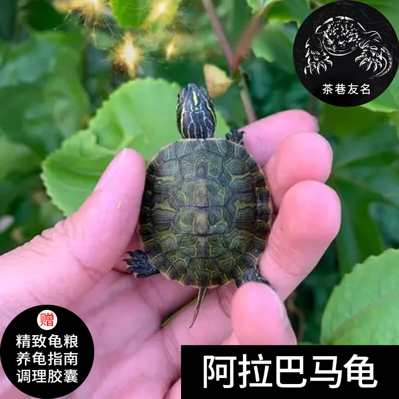 茶巷友名 阿拉巴马龟乌龟活体宠物水龟 3-4cm阿拉巴马龟 1只(精心挑选