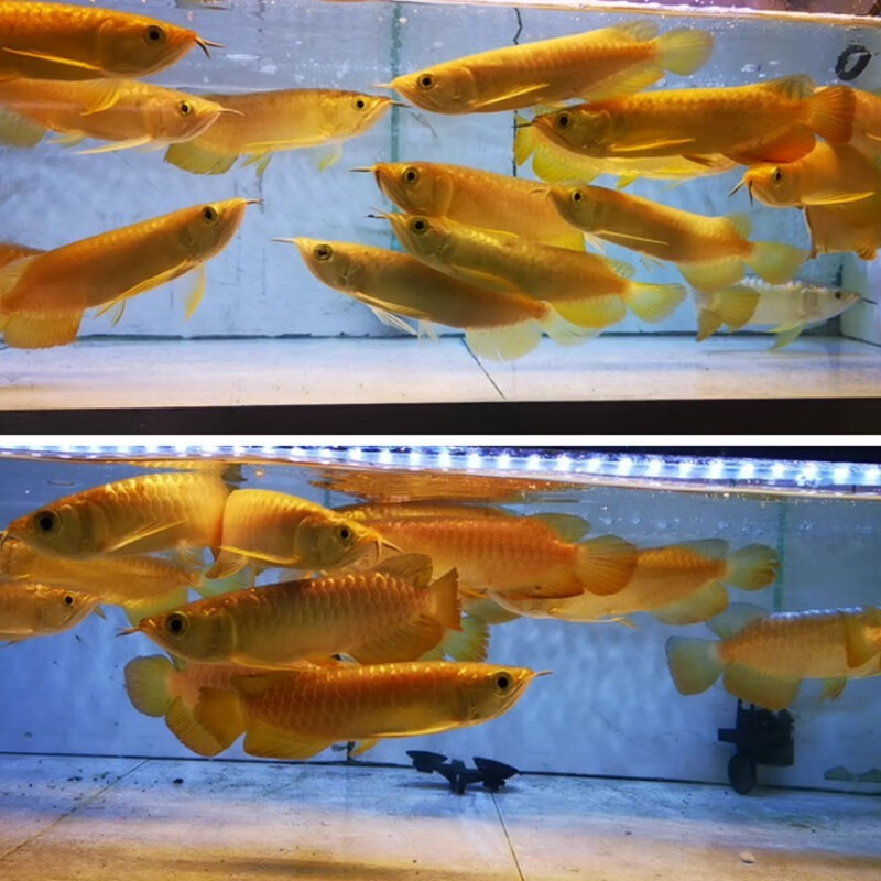 赤血金龙鱼活鱼赤血赛级24k过背金龙鱼活体幼苗古典大型观赏鱼热带鱼