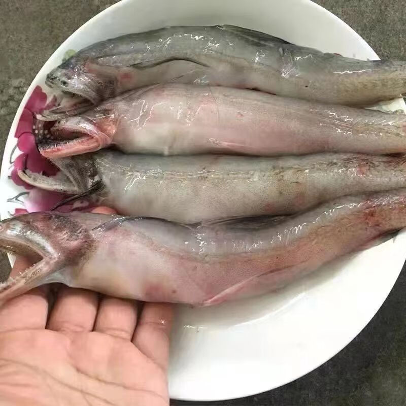 燕江澜龙头鱼新鲜冷冻特大号豆腐鱼海鲜当季水鱼船冻九肚鱼舟山特产鱼